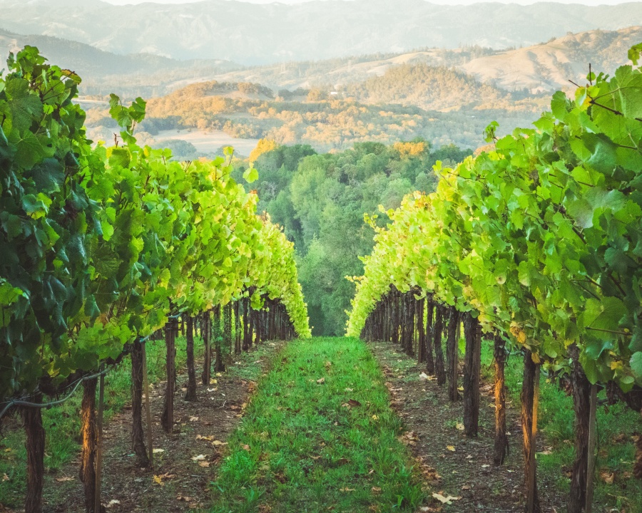 The Need for Pesticides in the Vineyard