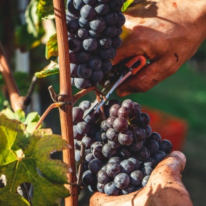 Wine's Role in Sustainability