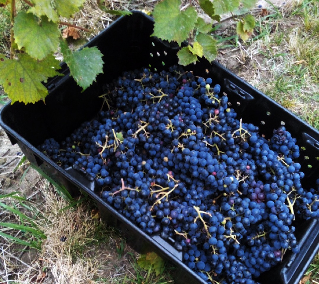Grape Harvest for 2024
