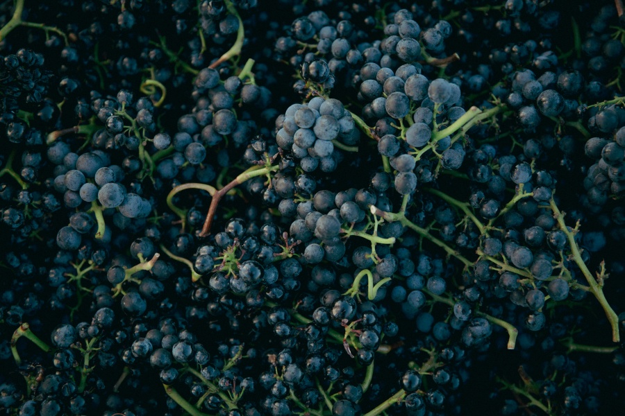 Gouais Blanc and Pinot: A Tale of Two Grapes